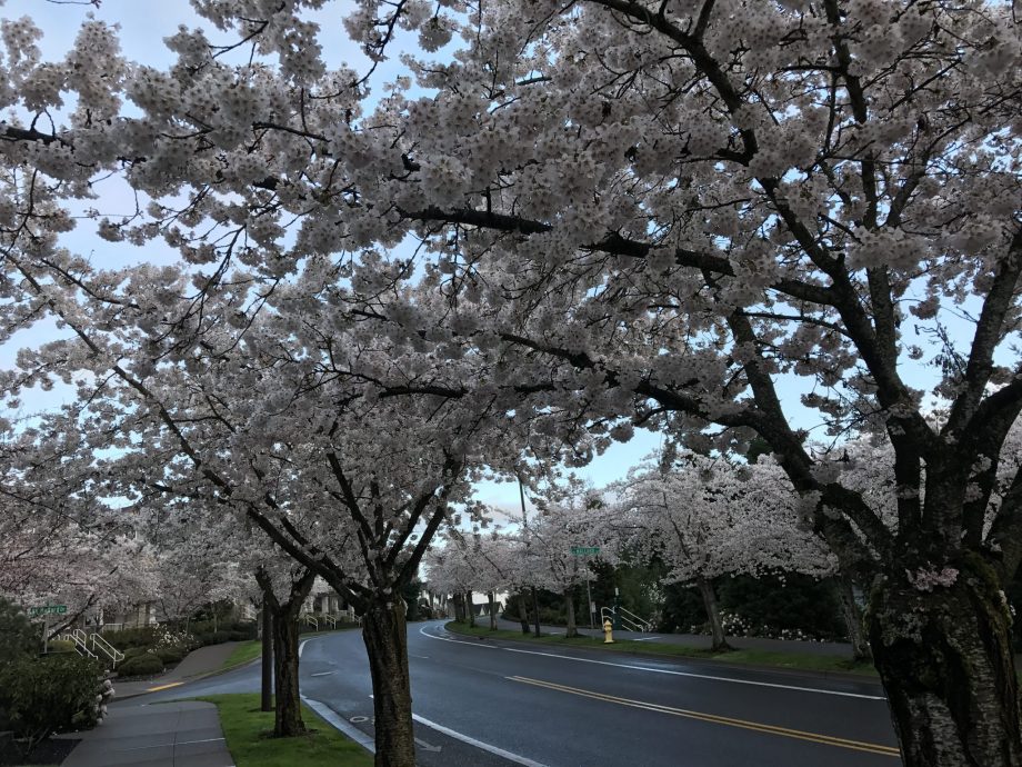 Spring Trees