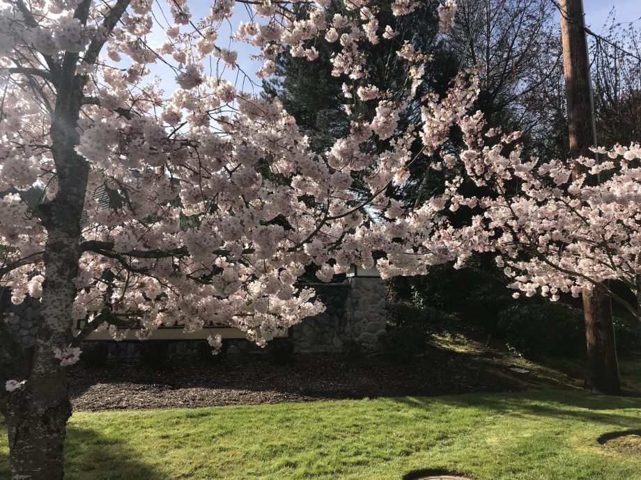 Flowering Trees